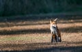 Wild Red Fox in a field sitting in the sunlight Royalty Free Stock Photo