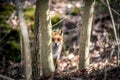 Wild Red Fox in a Forest Peeking Around a Tree Royalty Free Stock Photo