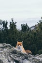 Wild red fox hiding behind the rock in High Tatra mountains, Slovakia Royalty Free Stock Photo