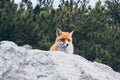 Wild red fox hiding behind the rock in High Tatra mountains, Slovakia Royalty Free Stock Photo