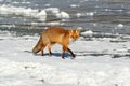 Wild red fox on ice Royalty Free Stock Photo