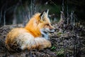 Wild Red Fox Royalty Free Stock Photo