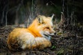 Wild Red Fox Royalty Free Stock Photo