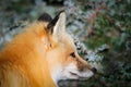 Wild Red Fox Royalty Free Stock Photo