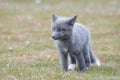 Wild Red Fox kit standing on the grass with wildflowers Royalty Free Stock Photo