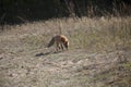 Wild red fox on the meadow