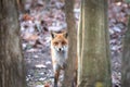 Wild Red Fox peeking from behind a tree in a Maryland forest Royalty Free Stock Photo