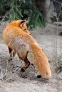 Wild red fox portrait Royalty Free Stock Photo