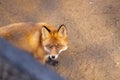 Wild red Fox sitting in a cage at the zoo Royalty Free Stock Photo