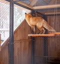 Wild red Fox sitting in a cage at the zoo. Royalty Free Stock Photo