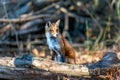 Wild Red Fox sitting in a forest Royalty Free Stock Photo