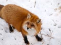 Wild red fox in snow Royalty Free Stock Photo