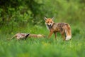 Wild red fox standing by dead roe deer doe and looking back over shoulder Royalty Free Stock Photo