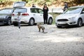 A wild red fox stays among tourists in a parking lot near a forest searching/asking for food. Self-domestication of wild animals