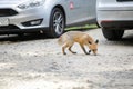 A wild red fox stays among tourists in a parking lot near a forest searching/asking for food. Self-domestication of wild animals
