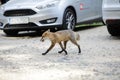 A wild red fox stays among tourists in a parking lot near a forest searching/asking for food. Self-domestication of wild animals