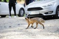 A wild red fox stays among tourists in a parking lot near a forest searching/asking for food. Self-domestication of wild animals