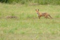 Wild red fox on a summer meadow Royalty Free Stock Photo