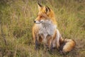 Wild red fox Vulpes Vulpes close-up Royalty Free Stock Photo