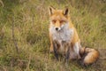 Wild red fox Vulpes Vulpes close-up Royalty Free Stock Photo