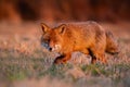 Wild red fox sneaking on meadow in autumn sunrise.