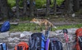 Wild red fox walks near backpacks of tourists in search of food Royalty Free Stock Photo