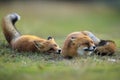 Wild red foxes vulpes vulpes playing Royalty Free Stock Photo