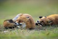 Wild red foxes vulpes vulpes playing Royalty Free Stock Photo
