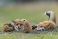 Wild red foxes vulpes vulpes playing Royalty Free Stock Photo