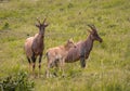 Wild Red Hartebeest Antelope