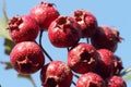 Wild Red hawthorn fruit in autumn Royalty Free Stock Photo