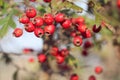 Wild Red hawthorn fruit in autumn Royalty Free Stock Photo