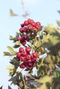 Wild Red hawthorn fruit in autumn Royalty Free Stock Photo