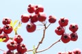 Wild red hawthorn fruit on blue background of blue sky in autumn Royalty Free Stock Photo