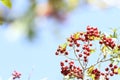 Wild red hawthorn fruit on blue background of blue sky in autumn Royalty Free Stock Photo