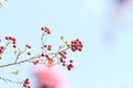 Wild red hawthorn fruit on blue background of blue sky in autumn Royalty Free Stock Photo