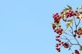 Wild red hawthorn fruit on blue background of blue skyin autumn Royalty Free Stock Photo