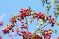 Wild red hawthorn fruit on blue background of blue sky in autumn Royalty Free Stock Photo