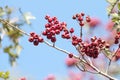 Wild red hawthorn fruit on blue background of blue sky in autumn Royalty Free Stock Photo