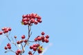 Wild red hawthorn fruit on blue background of blue sky in autumn Royalty Free Stock Photo