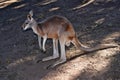 Wild red kangaroo resting on the ground Royalty Free Stock Photo