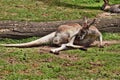 Wild red kangaroo resting in the park Royalty Free Stock Photo