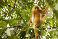 Wild Red Leaf Monkey or Langur Royalty Free Stock Photo
