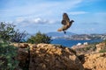 Wild red legged partridge in natural habitat, Attica Greece