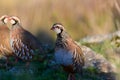 Wild red-legged partridge in natural habitat of reeds and grasses on moorland in Yorkshire