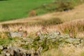 Wild red-legged partridge in natural habitat of reeds and grasses on moorland in Yorkshire Royalty Free Stock Photo