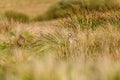 Wild red-legged partridge in natural habitat of reeds and grasses on moorland in Yorkshire Royalty Free Stock Photo