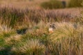 Wild red-legged partridge in natural habitat of reeds and grasses on moorland in Yorkshire