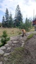 Wild red little fox walking at tourist road in forest in High Tatras mountains, Slovakia Royalty Free Stock Photo