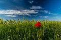 Wild red lonely poppy flower in field of barley in summer Royalty Free Stock Photo